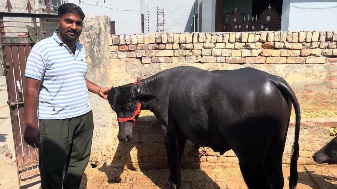 11 महीने का कटड़ू ॥ सेल के लिए उपलब्ध ॥ Contact number = 70155 40051 #dairyfarm #viral #jhota 