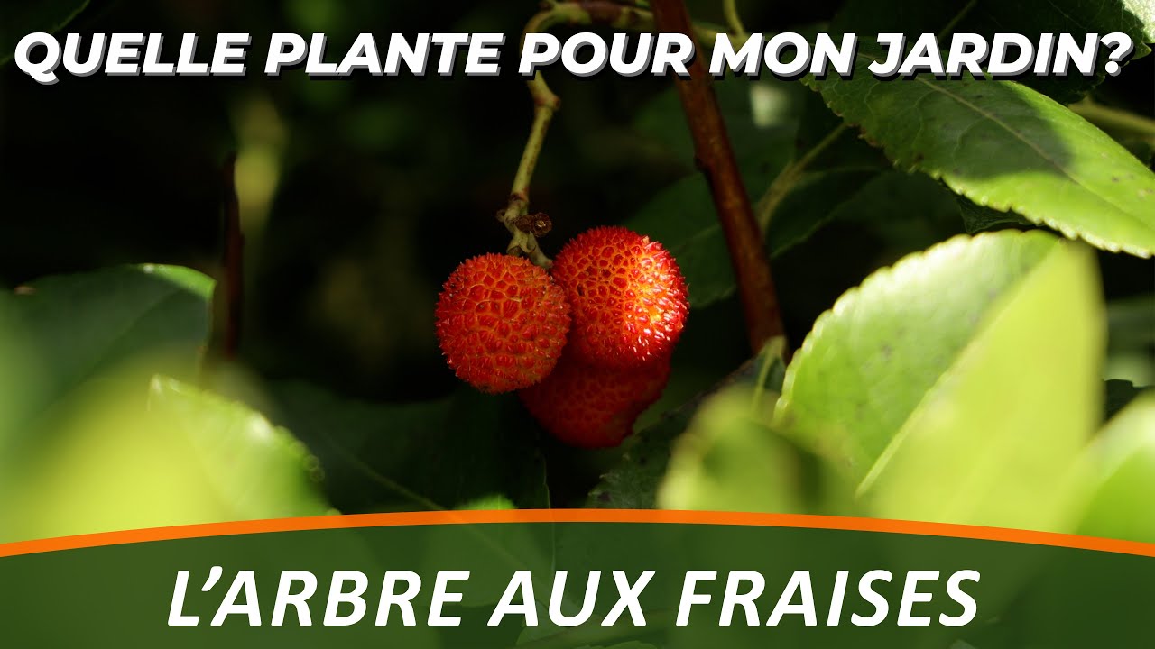 L'ARBRE AUX FRAISES ou ARBOUSIER - Quelle Plante Pour Mon Jardin ?