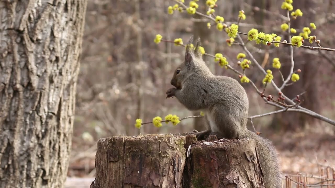 今日のニホンリス　３月２０日