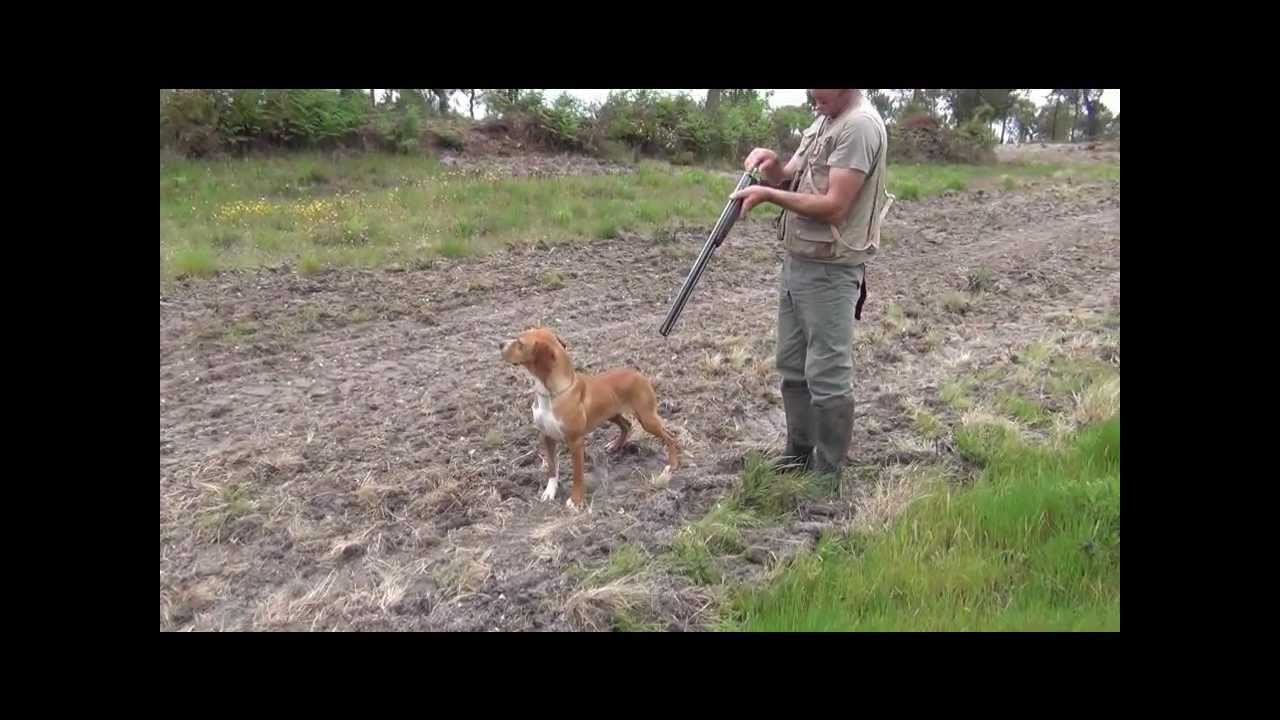 Pedro e o Treino do Perdigueiro Nacional e o Setter Inglês.wmv