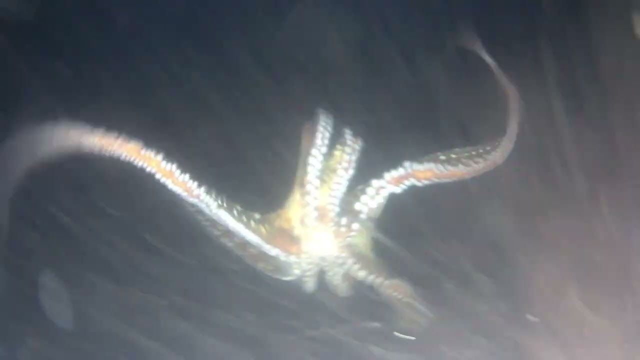 Nightdive spearfishing,nakarami na nman tayo ng pogita at may kulambotan pa na nagpakita