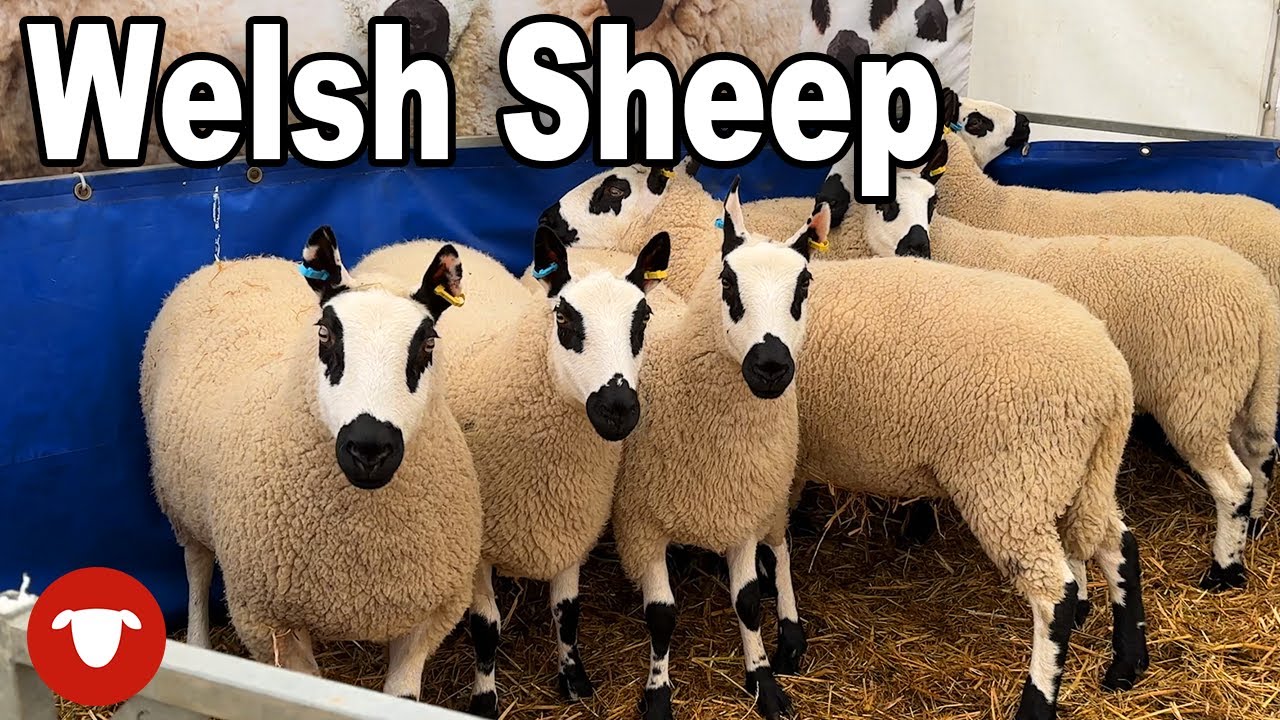 Масштабное мероприятие SHEEP в Уэльсе... и я не смог оправдать его ожидания