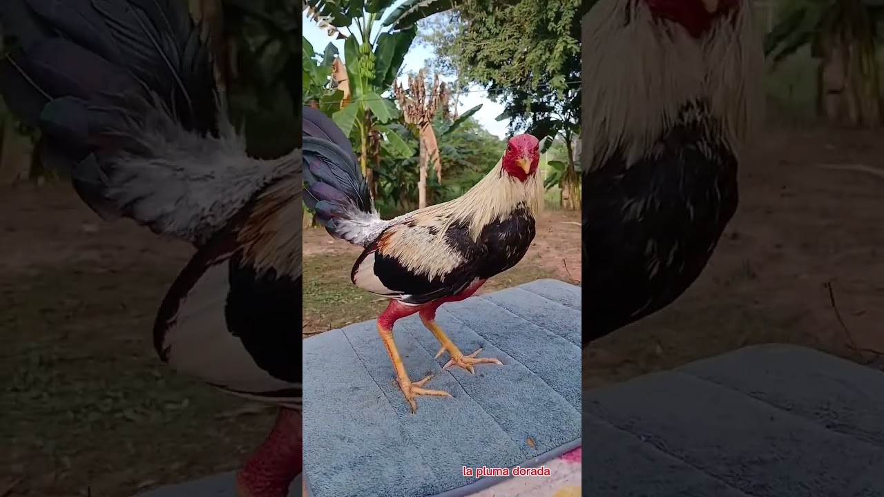 Ejercicios para fortalecer tu gallo #gallos #gallinas #rooster #aves #viralvideo #granja #animales