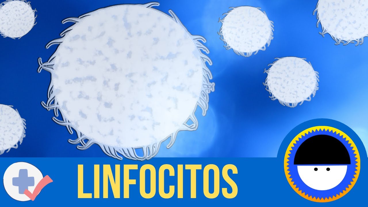 ¿Qué son los linfocitos? | ¿Qué son los anticuerpos o inmunoglobulinas? | Breve definición animada