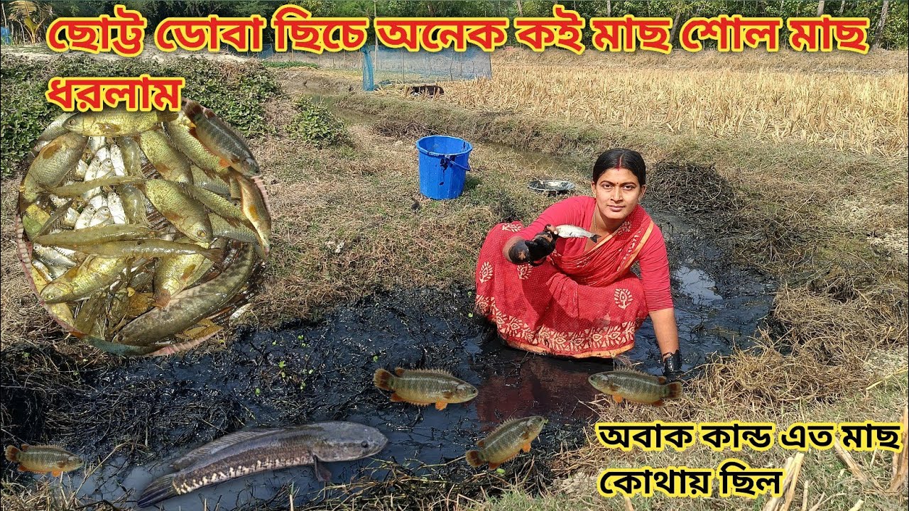 ছোট্ট ডোবা ছিচে অনেক কই মাছ শোল মাছ ধরলাম! জলের থেকে মাছ বেশি || Nandita Sundarban life 