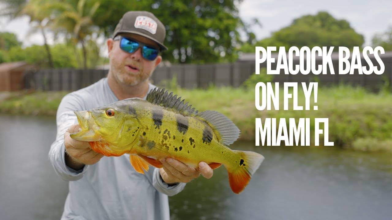 First Peacock and Largemouth Bass on Fly in Miami FL