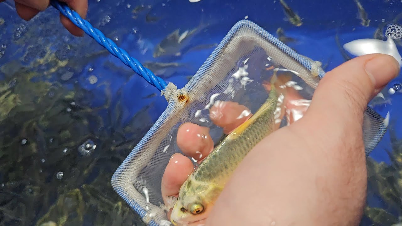 Koi Fry 6 week update 2024 Cuttlebrook Koi