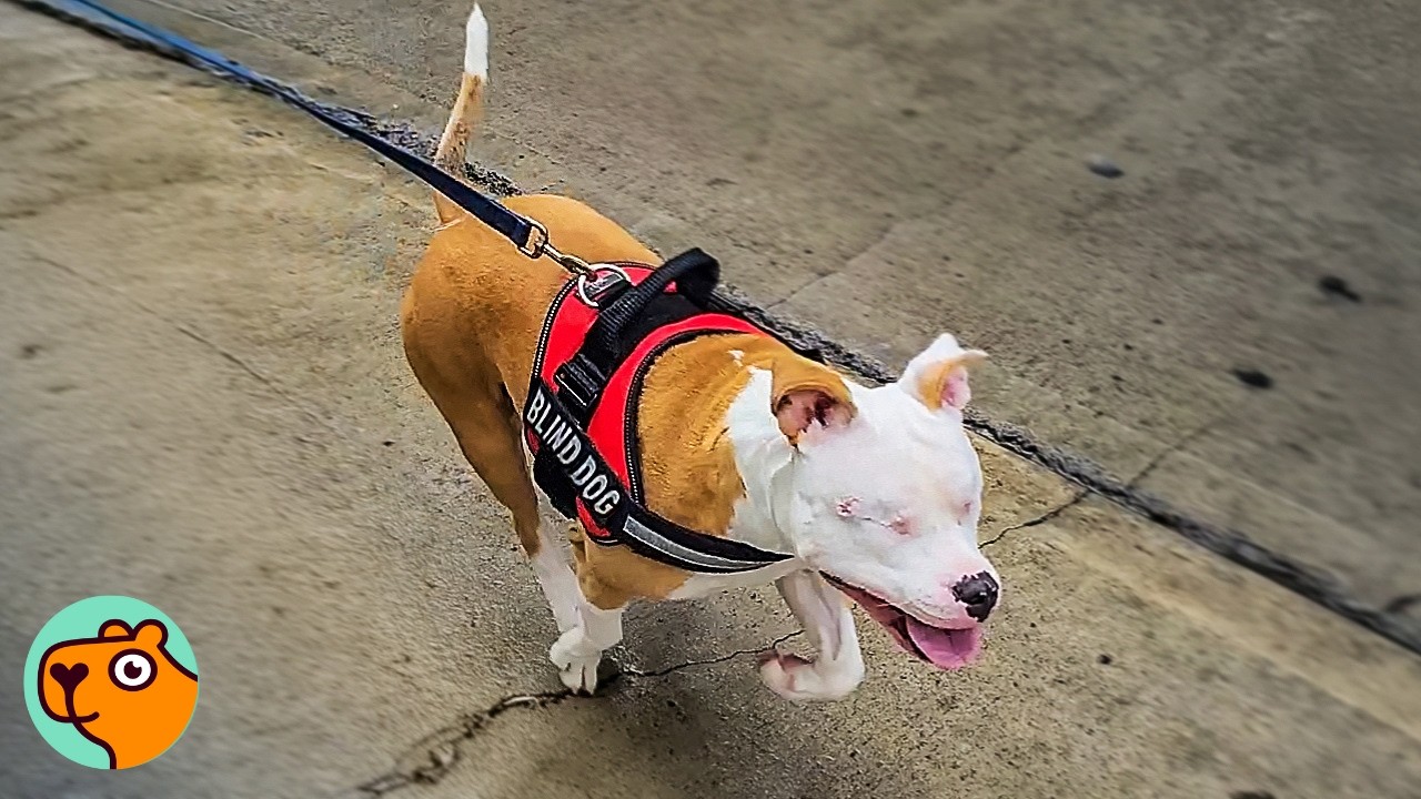 Blind Pittie Dashes To Dad After Months Apart | 3 Best Stories