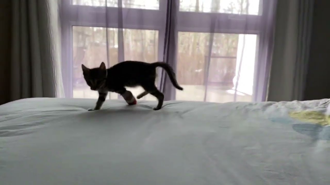 Charlie Bess adore jouer avec sa peluche h&eacute;risson 🦔 😼