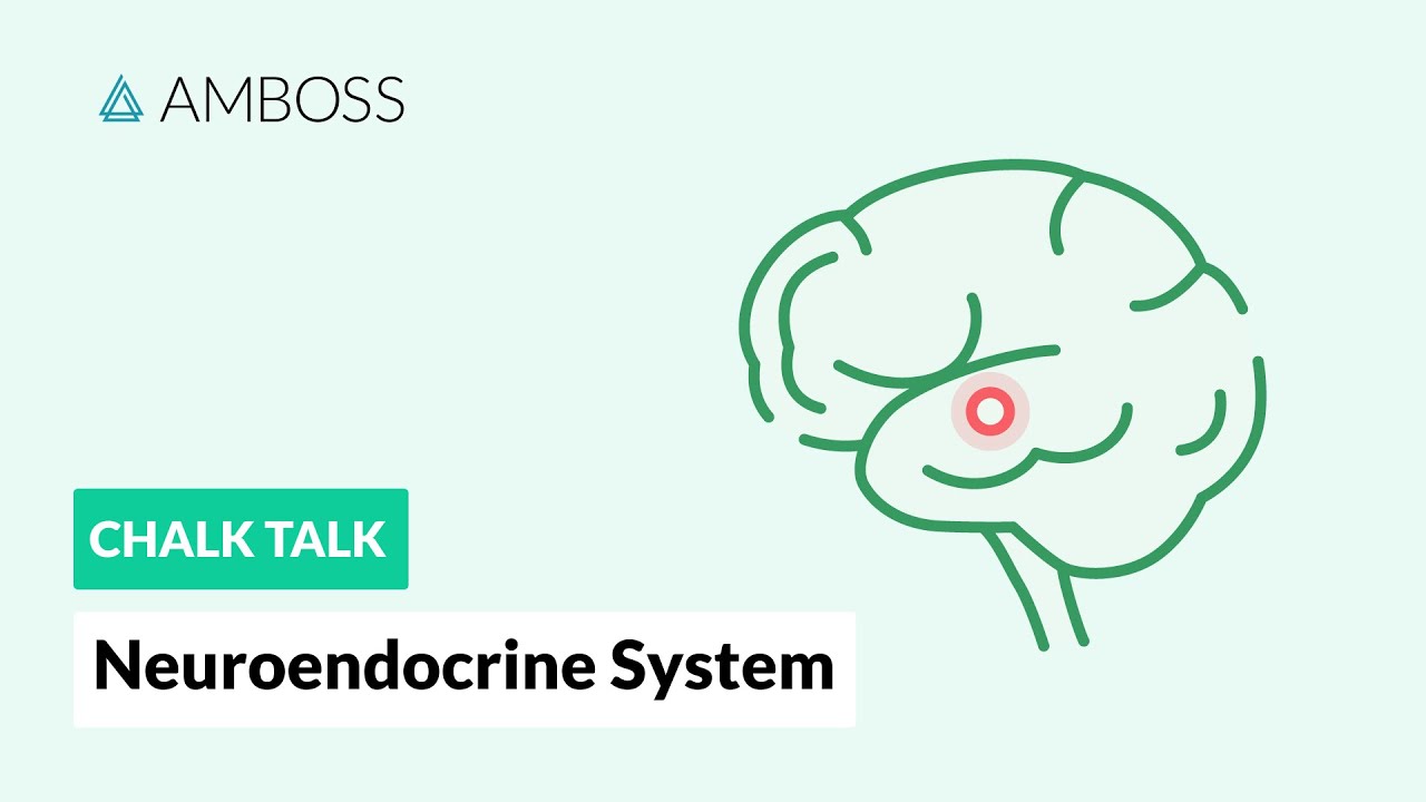 The Neuroendocrine System: Regulatory Processes
