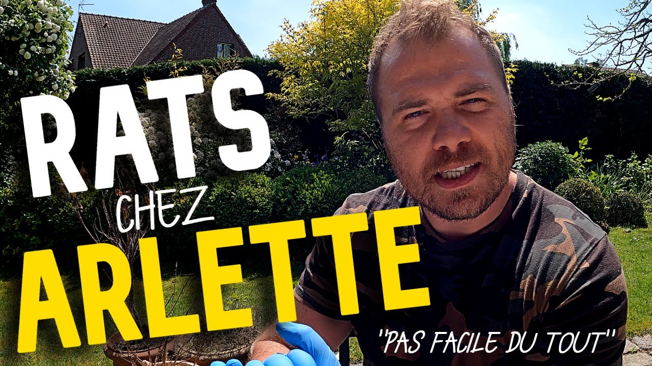 Les RATS traversent le JARDIN ! (Episode 1)