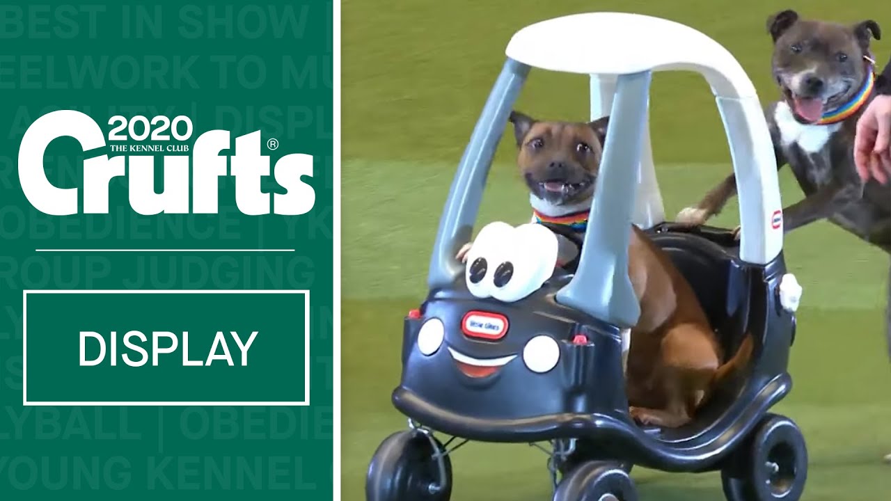 Стаффордширские бультерьеры побеждают на Crufts 2020