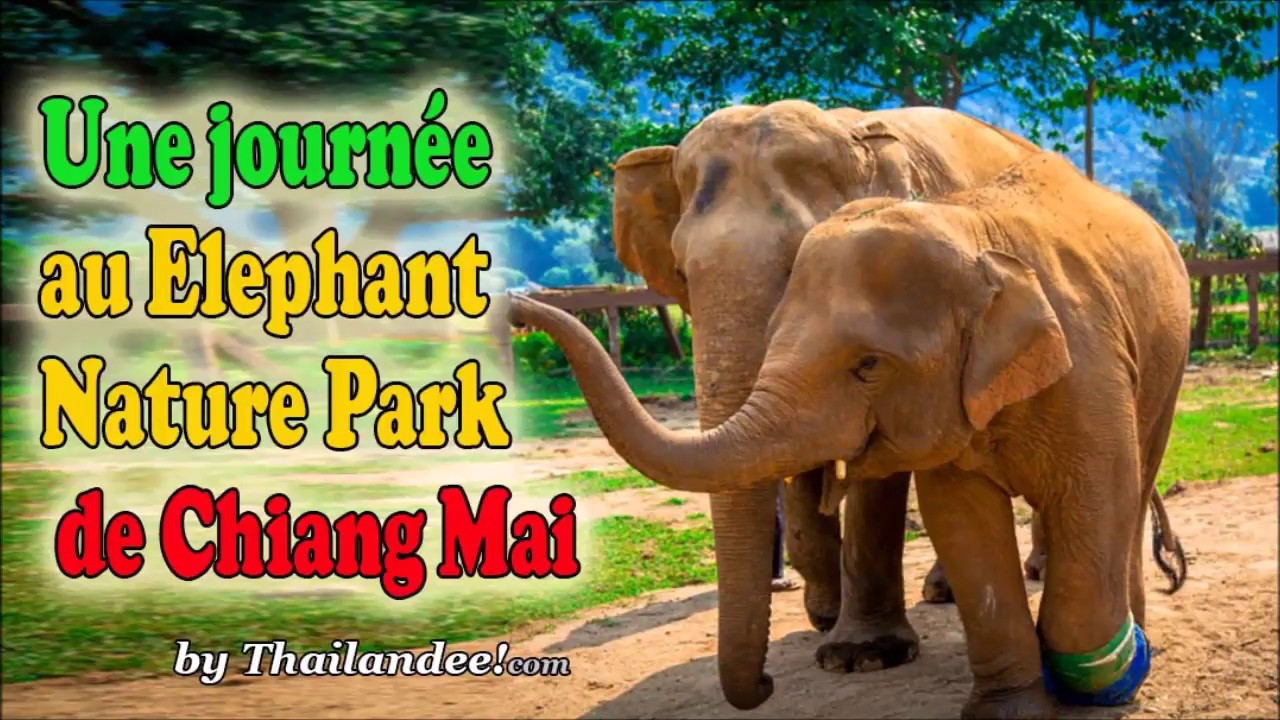 Une journée au Elephant Nature Park (Chiang Mai)