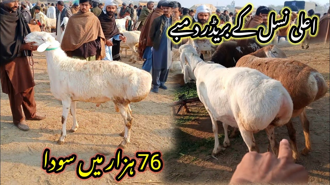 Talagang dumba Mandi/zero size Turkey dumba kids rates/dumba Mandi 6 February new update/