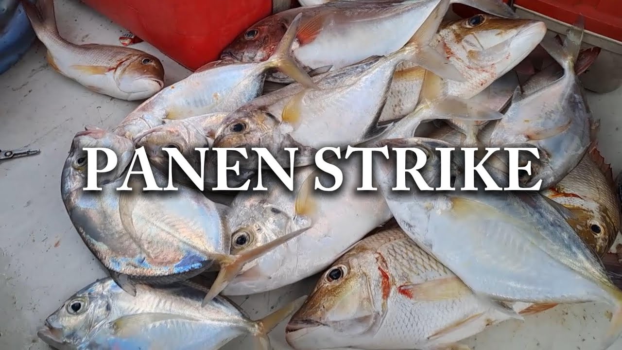Panen strike..!! Narik terus tanpa henti..