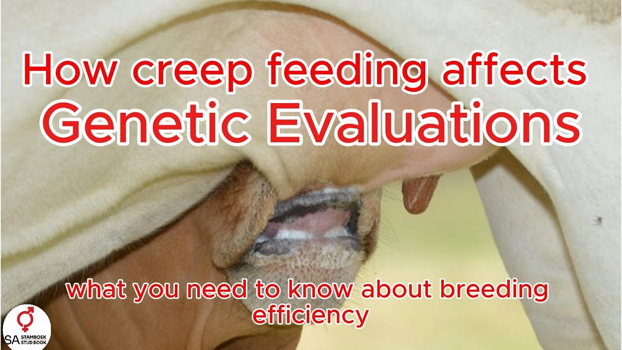 Creep feeding effects on Breeding Value Predictions in Beef Cattle