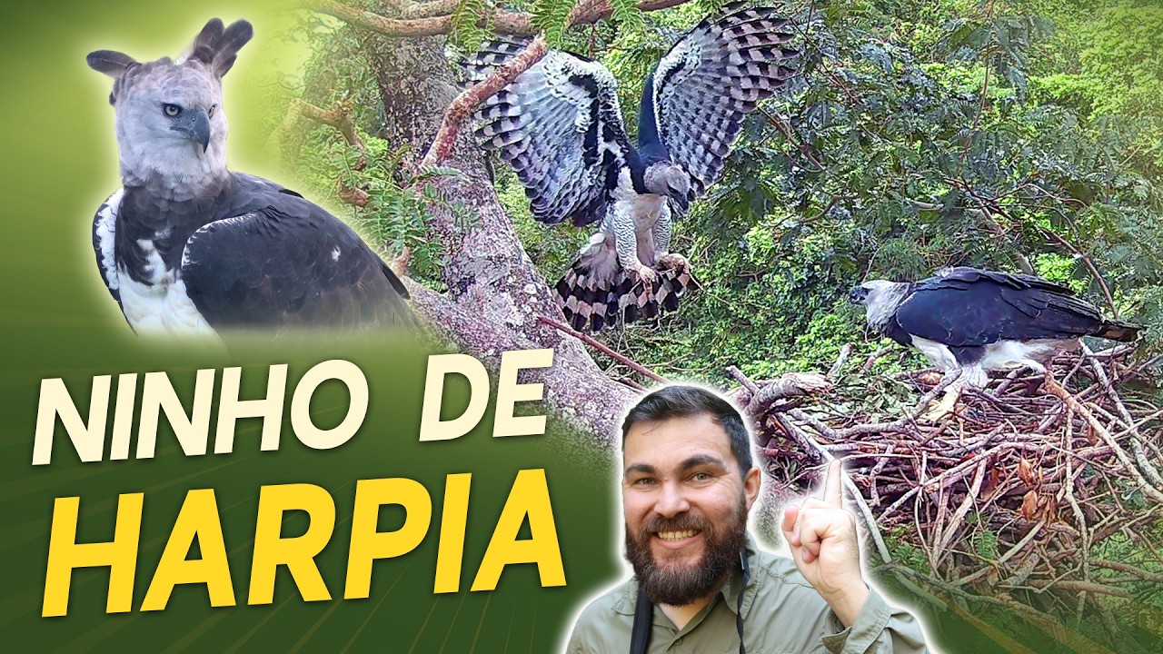 Um NINHO DE HARPIA NO PANTANAL!