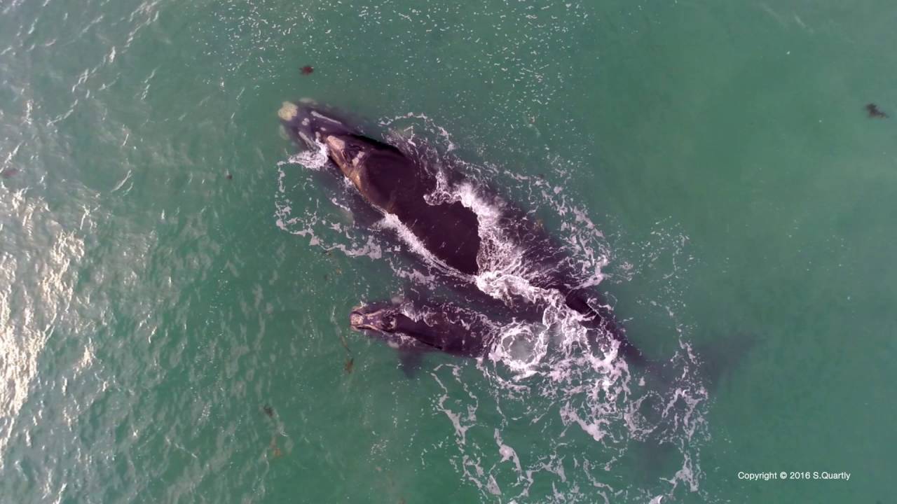 Bunker Bay Whales August 2016