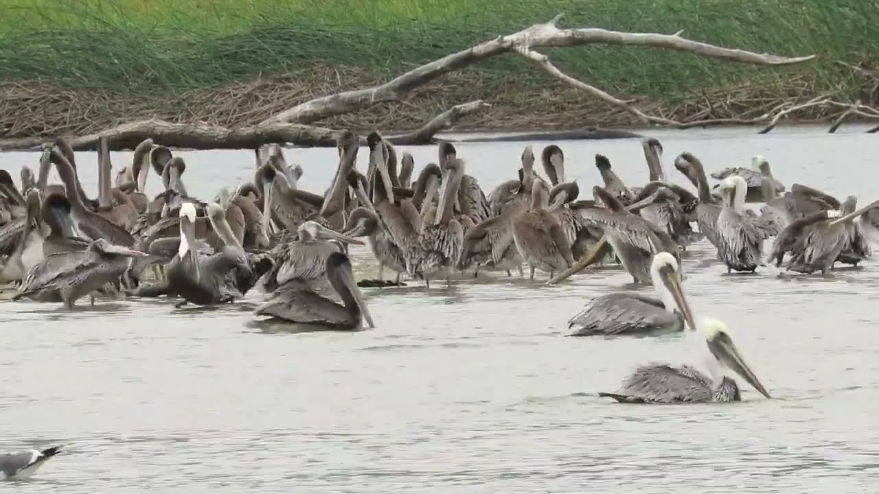 Pelicans in the lagoon at Carmel River State Beach - Birdwatching - Pelican bath