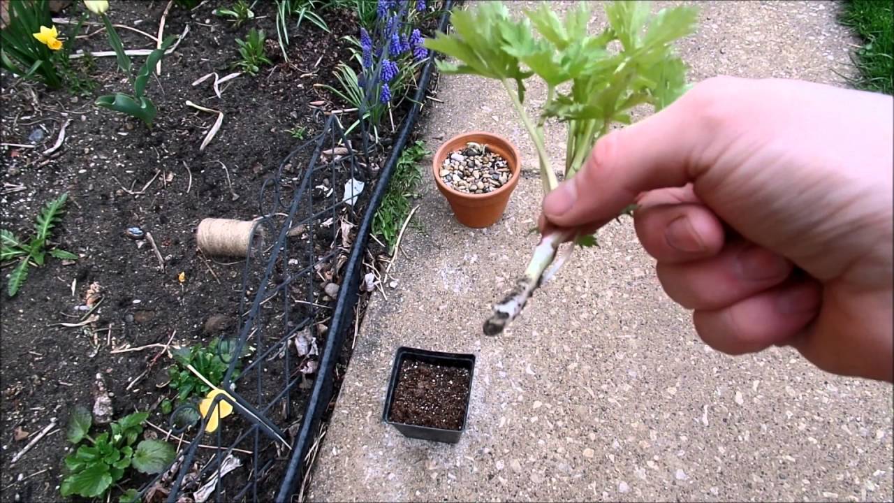 Delphinium Cuttings