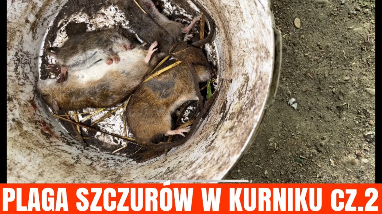 TAK DZIAŁA TRUTKA NA SZCZURY!!! - Deratyzacja - pogromca szkodnikow - trutka