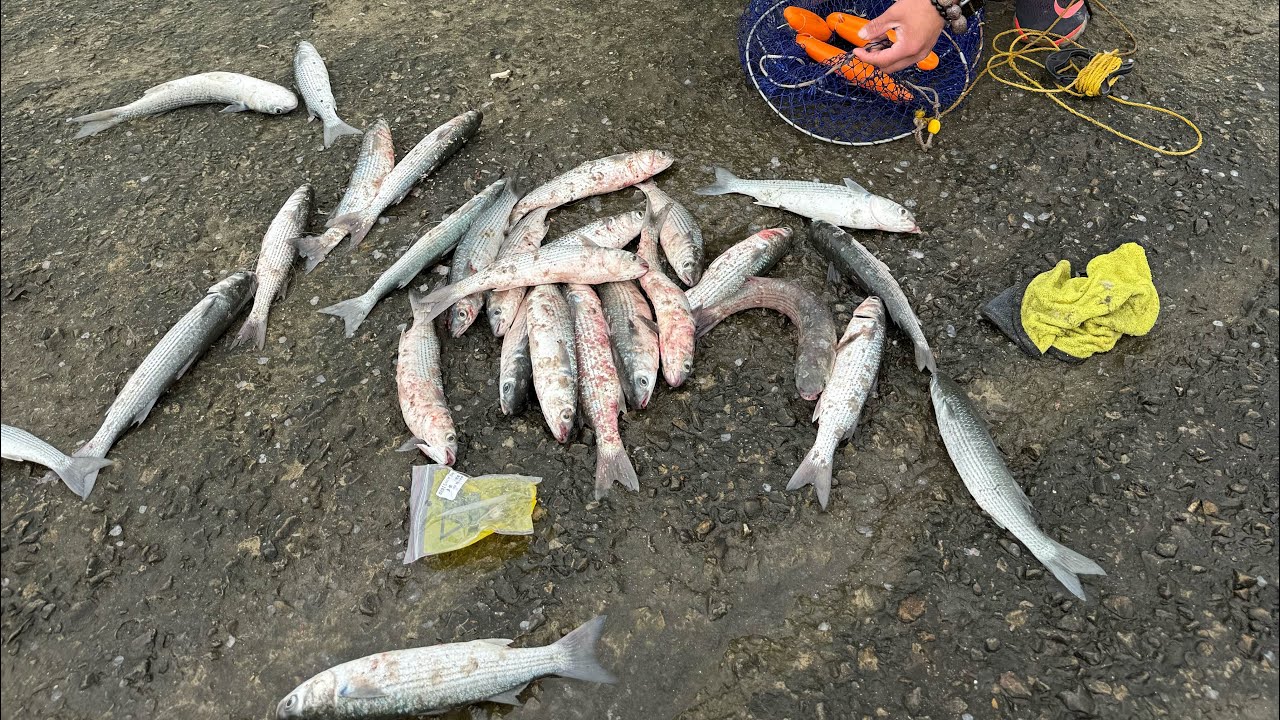 (攻略)大咬桃園永安漁港釣魚嗎？這裡有攻略可以參考。