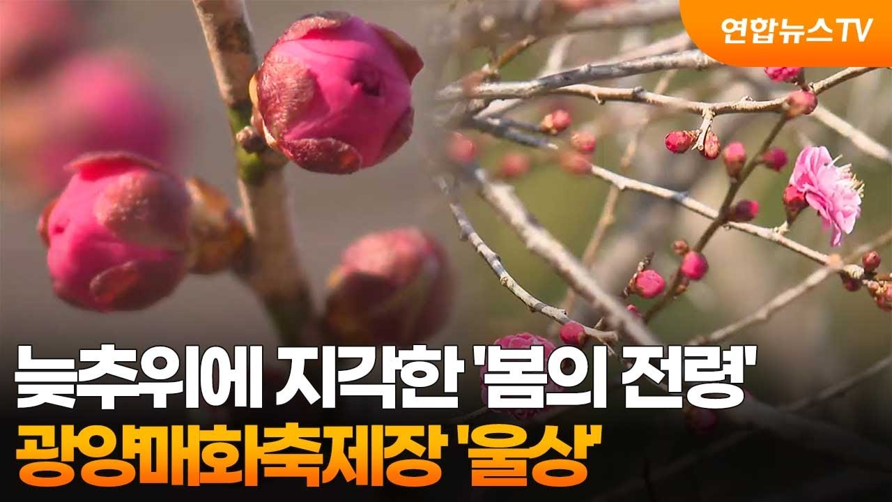 늦추위에 지각한 '봄의 전령'…광양매화축제장 '울상' / 연합뉴스TV (YonhapnewsTV)