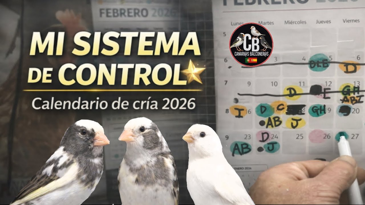 Así CONTROLO  yo la CRIA o ¿DESCONTROLO? 😂Control de cria con el  calendario - CRIA de CANARIOS 2026