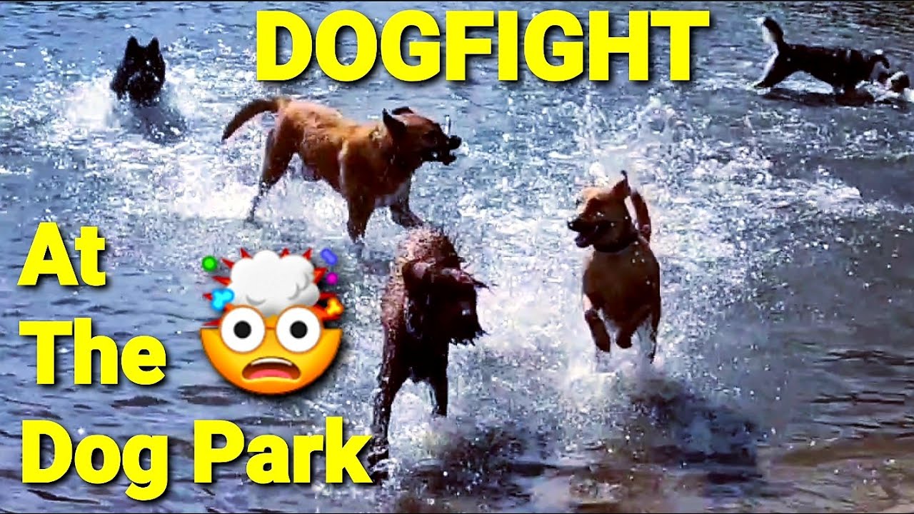 Dogfight At The Dog Park! - How Do My Dogs React?