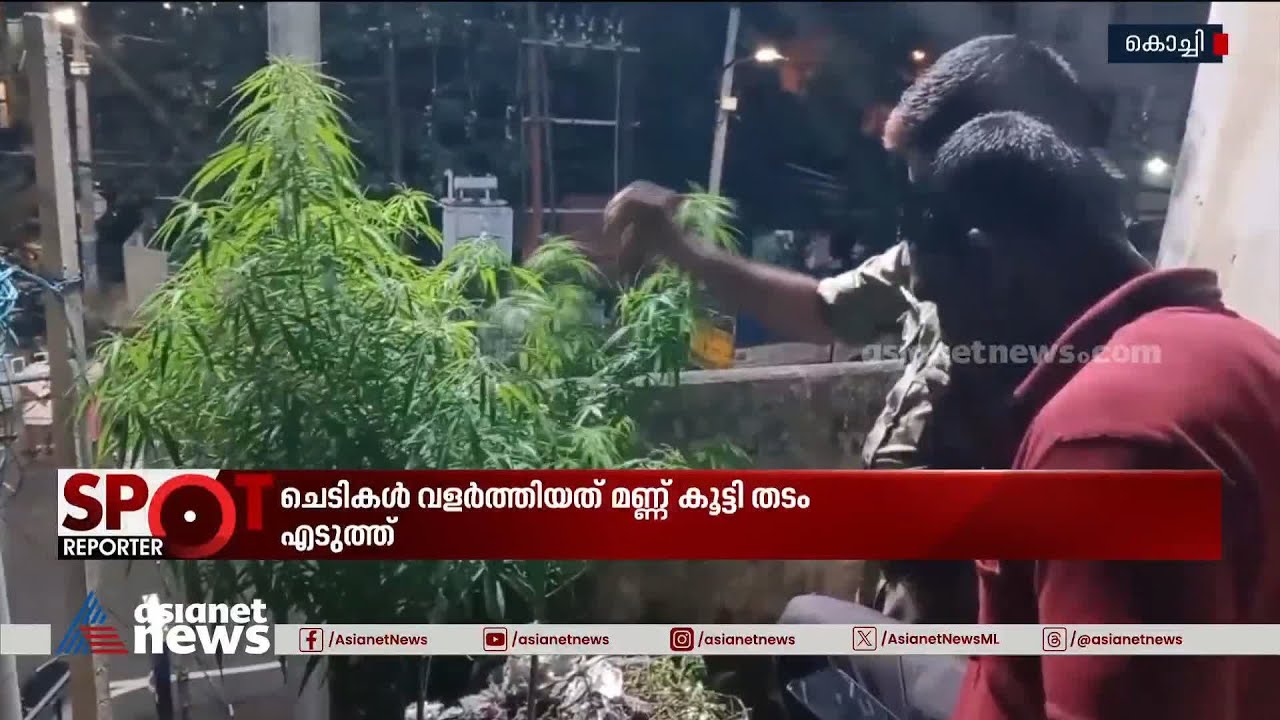 മട്ടാ‍ഞ്ചേരിയിൽ മട്ടുപ്പാവ് ക‍ഞ്ചാവ് കൃഷി! | Ganja  Seized | Kochi