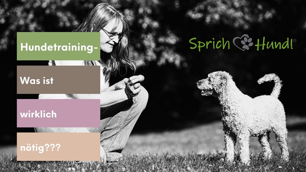 Hundetraining - was muss eigentlich trainiert werden?