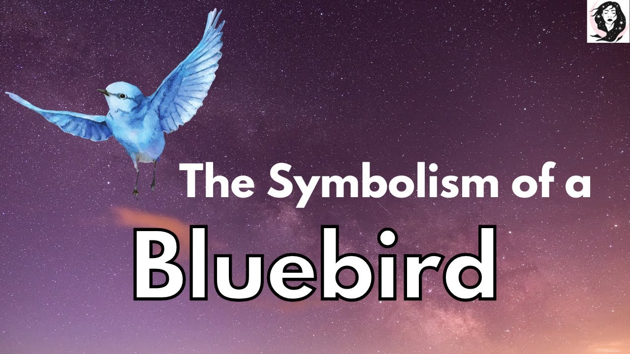Symbolism of a Bluebird - Bluebird Spirit Animal