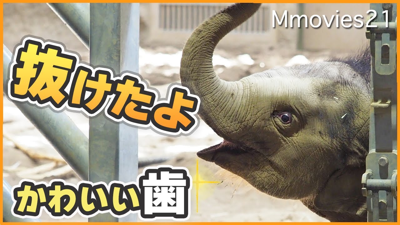 【子象タオ】赤ちゃんの歯が抜ける直前・初めての生え替わり・リンゴ狩りで競い合いニャインに怒られる他〜Baby Asian elephant loses first tooth at age 1