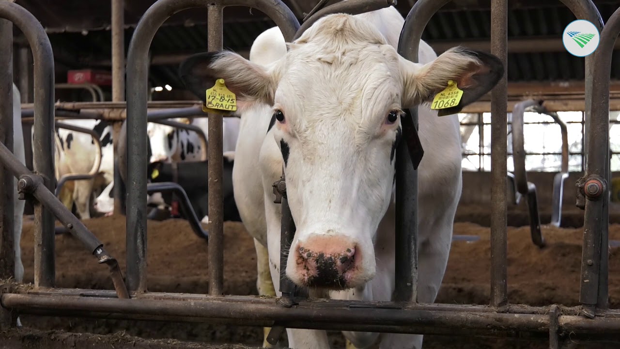 Onderzoek met Noors Roodbont