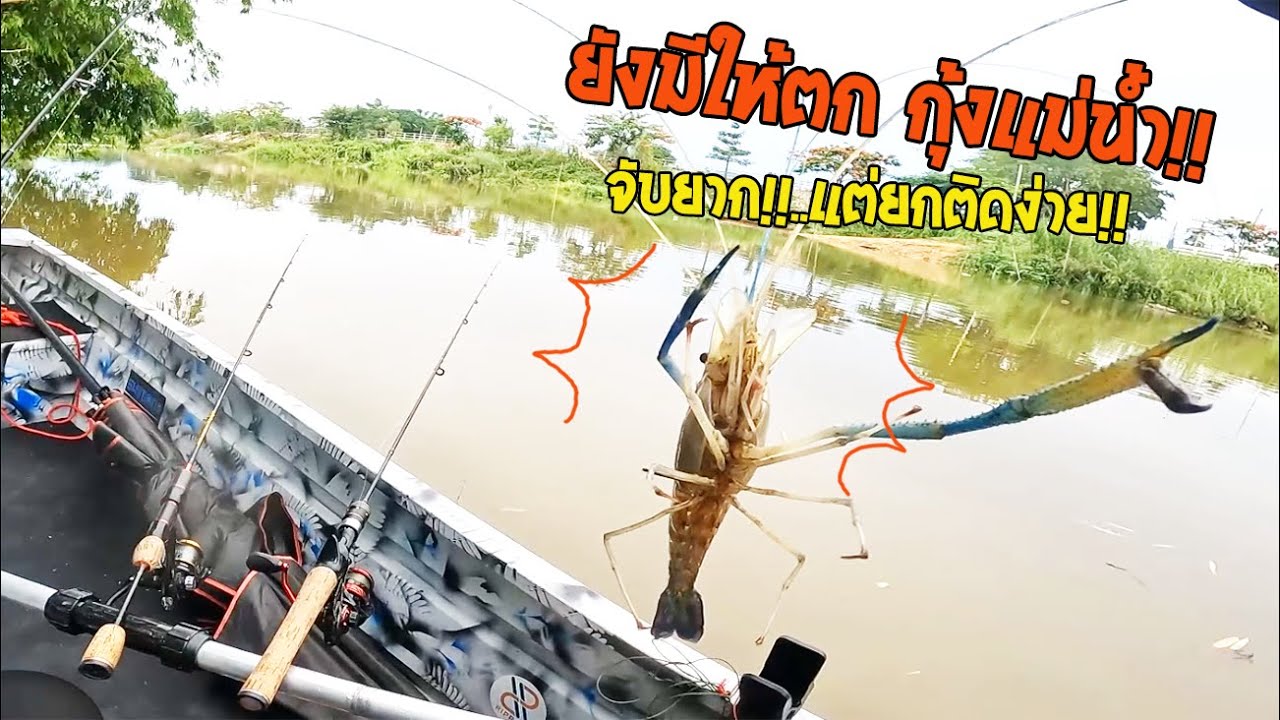 ยกกุ้งสุดมันส์ ตกกุ้งแม่น้ำ จับยากห่างตัว..แต่ยกติดง่ายโอกาสสูง กุ้งบ่อแตกปีที่แล้ว!! ยังเหลือให้ตก
