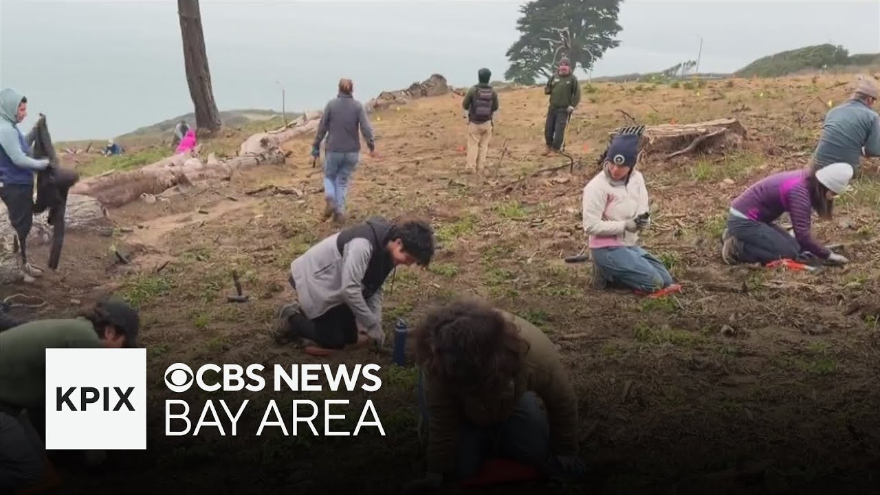 Volunteers reach milestone in effort to re-establish native plants at San Francisco's Presidio