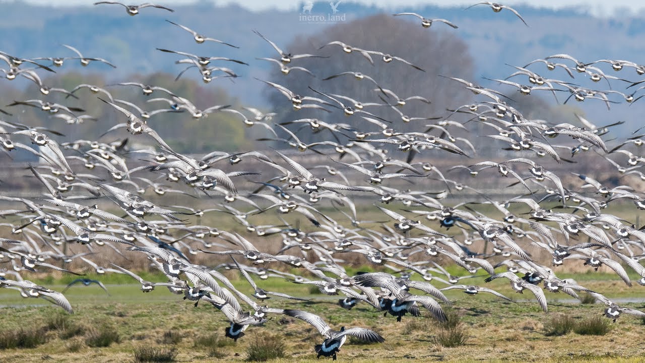 Birdwatching in Sweden