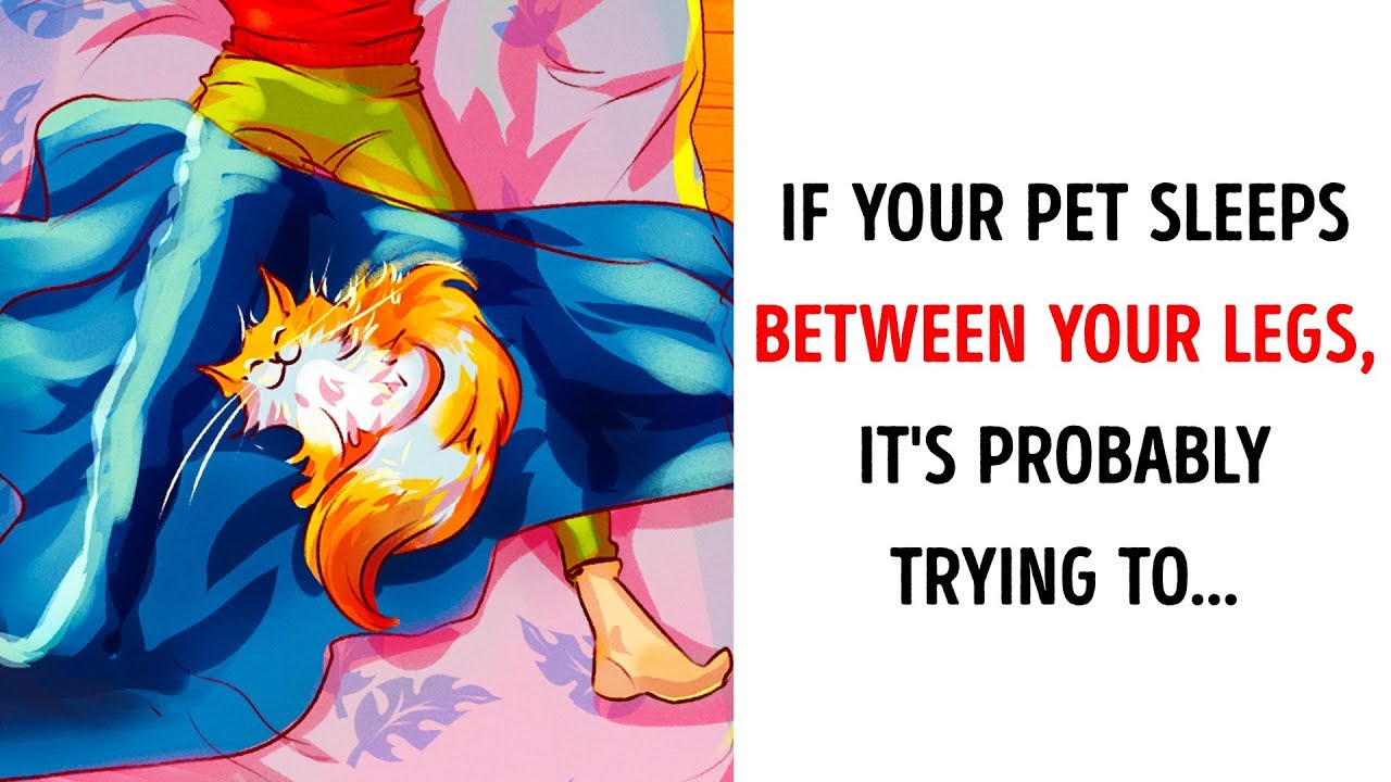 Pet Sleep Positions Show Their Relationship with You