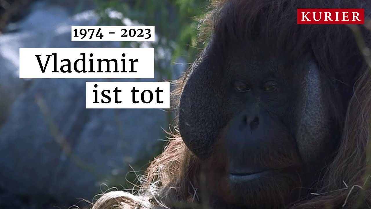 Orang-Utan-Männchen Vladimir im Tiergarten Schönbrunn eingeschläfert