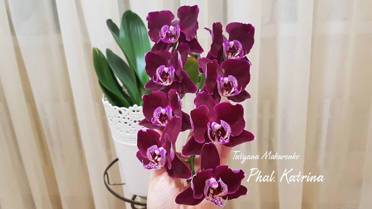 Phal. Katrina Orchid | Орхидея Фаленопсис Катрина | Цветение орхидеи фаленопсис Катрина