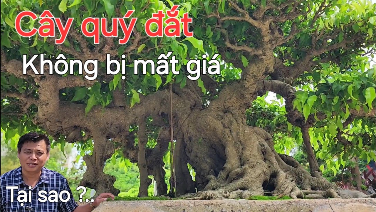 Tại sao cây quý luôn đắt mà không bị mất giá.