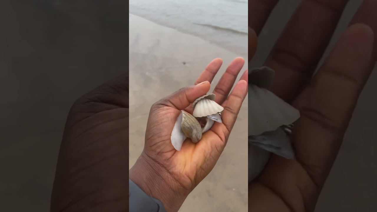 Sea shells from Labadi beach 🇬🇭#viral #shortsvideo #labadi #ghanavlog #ghanavlog #travel #shorts