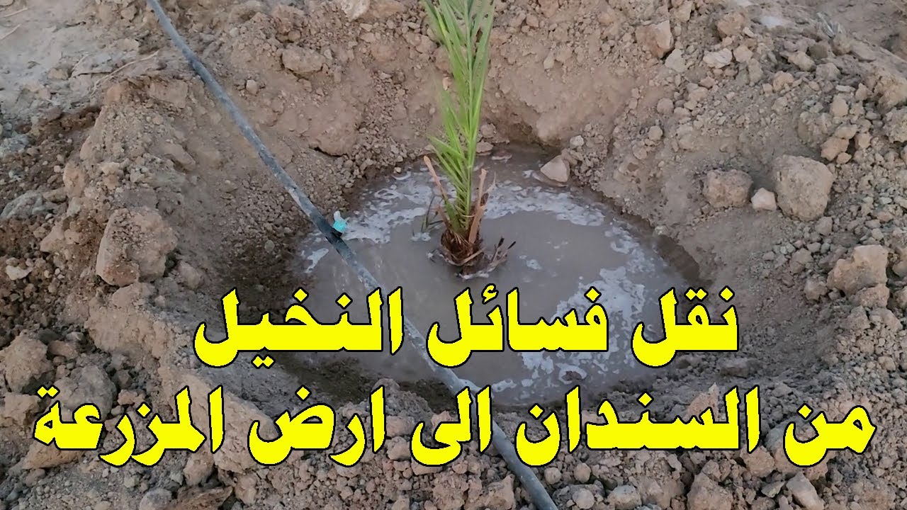نقل فسائل النخيل من السندان الى ارض المزرعة