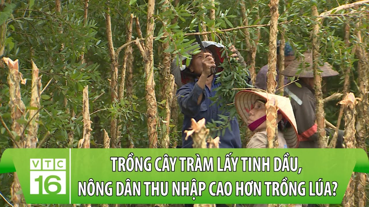 Trồng cây tràm lấy tinh dầu, nông dân thu nhập cao hơn trồng lúa? | Hợp tác xã | VTC16