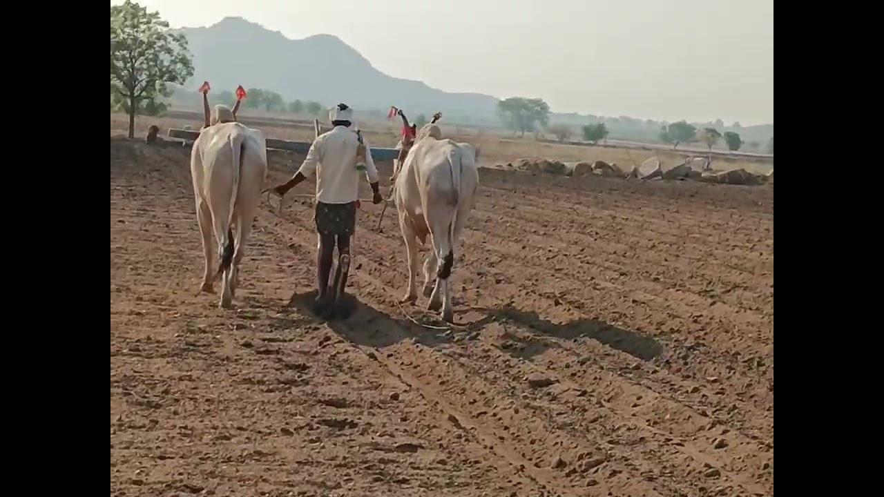 haridagiri Suresh Bulls 