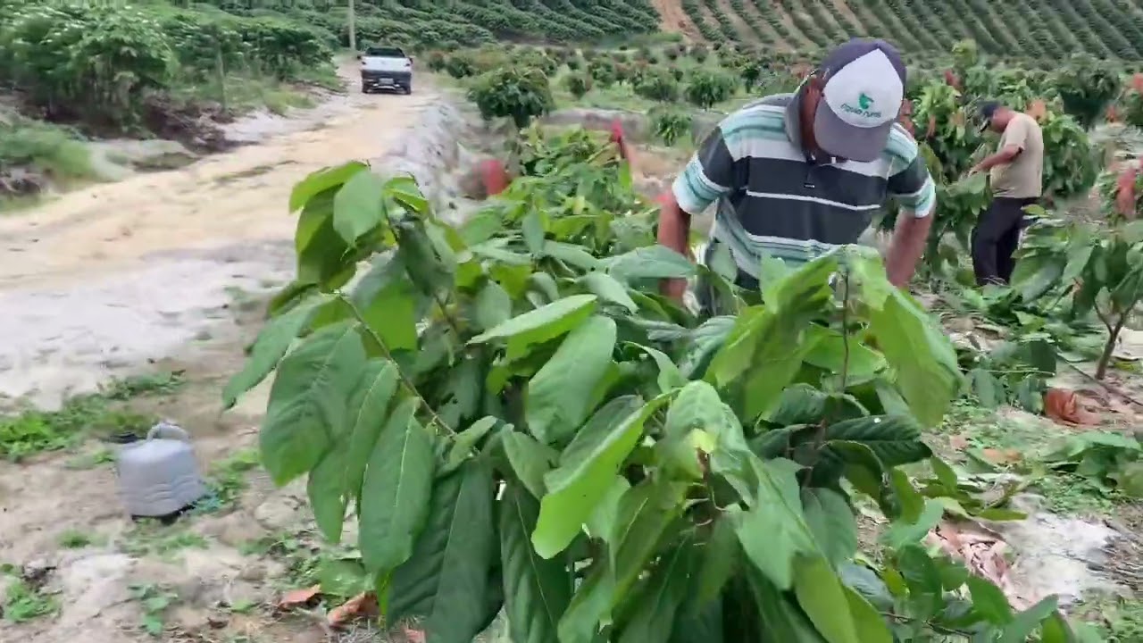 Terceira poda de cacau.