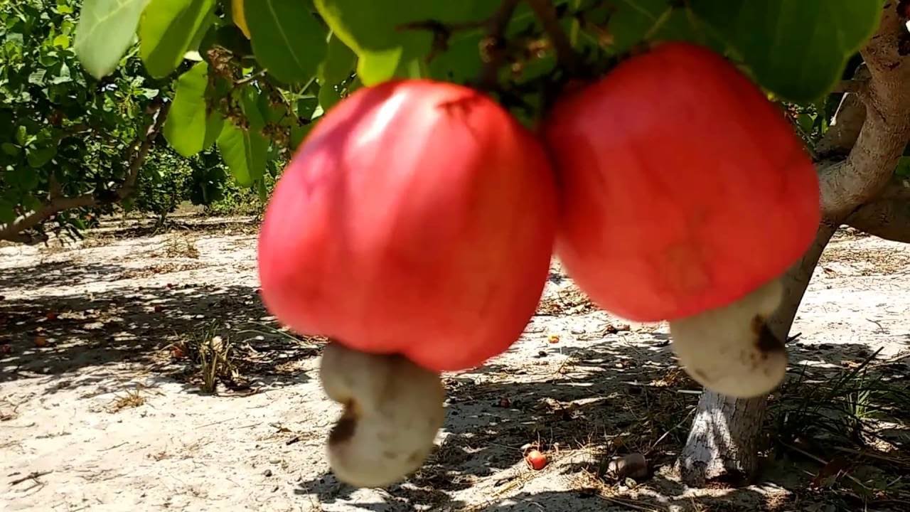 Clones de cajueiro-anão 2016 Parte I