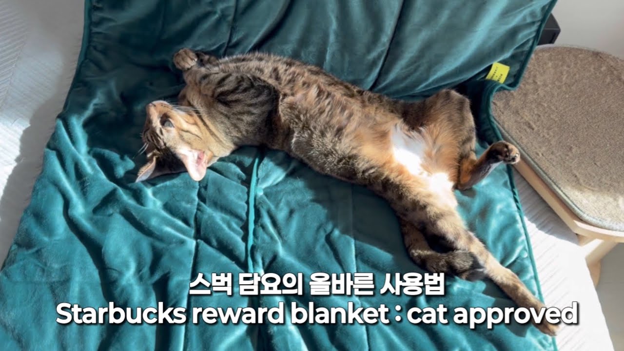 [삼묘시대 vlog 4] 스타벅스 담요와 고양이 cat and Starbucks reward blanket 