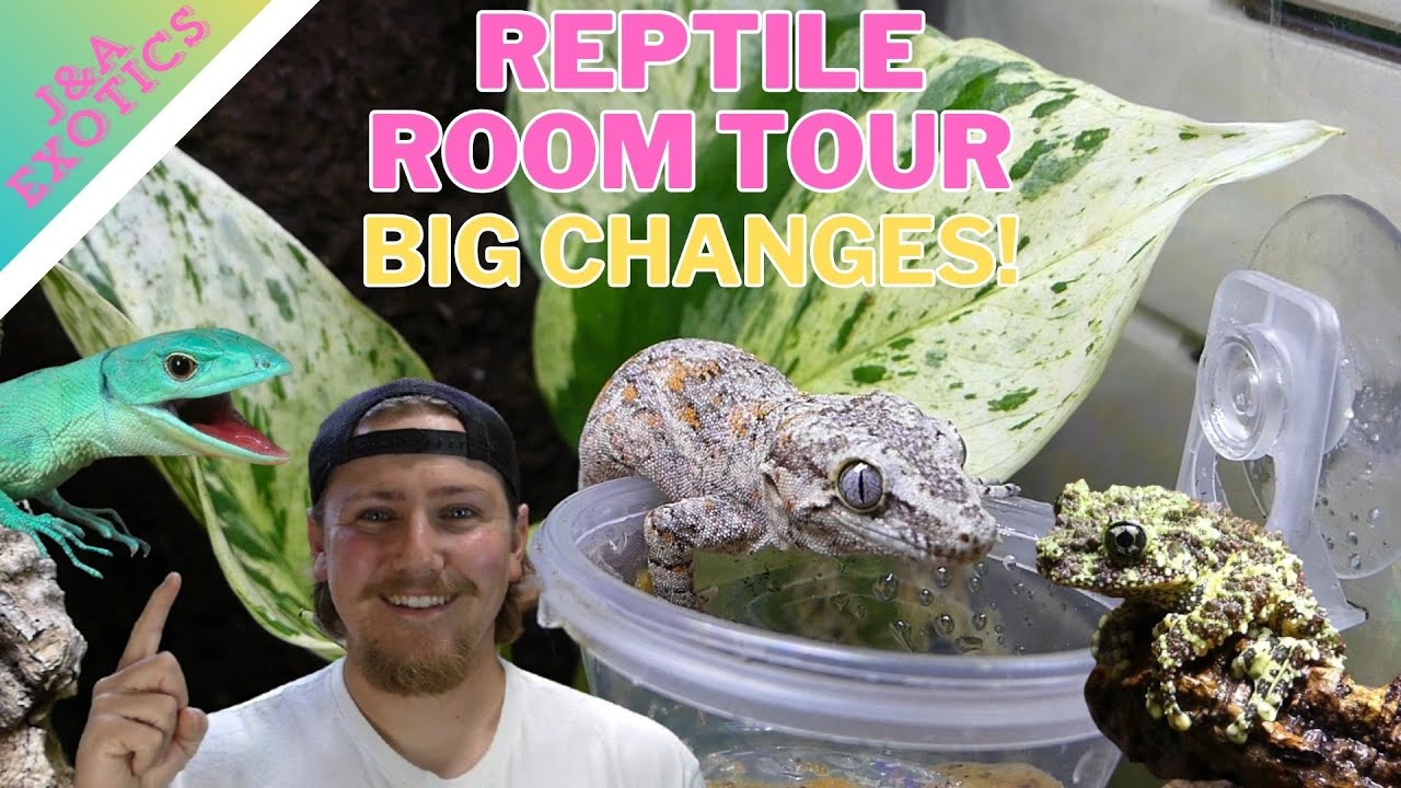 Big Update! Reptile Room Tour May 2025