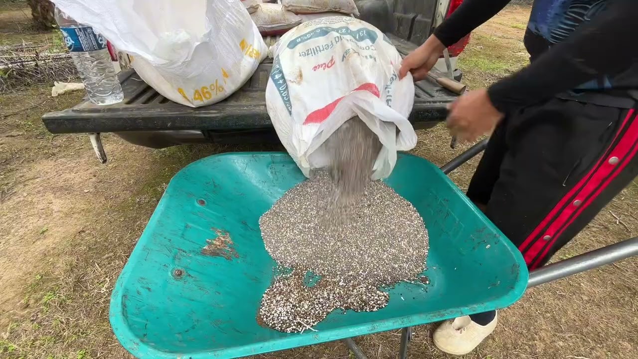 Membaja kelapa sawit